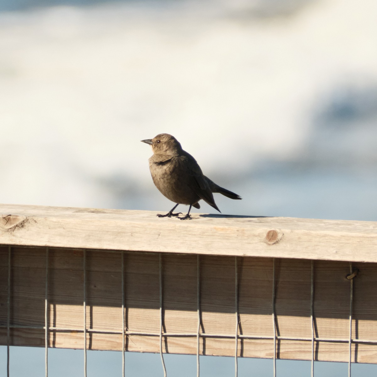 Braunkopf-Kuhstärling - ML647743215