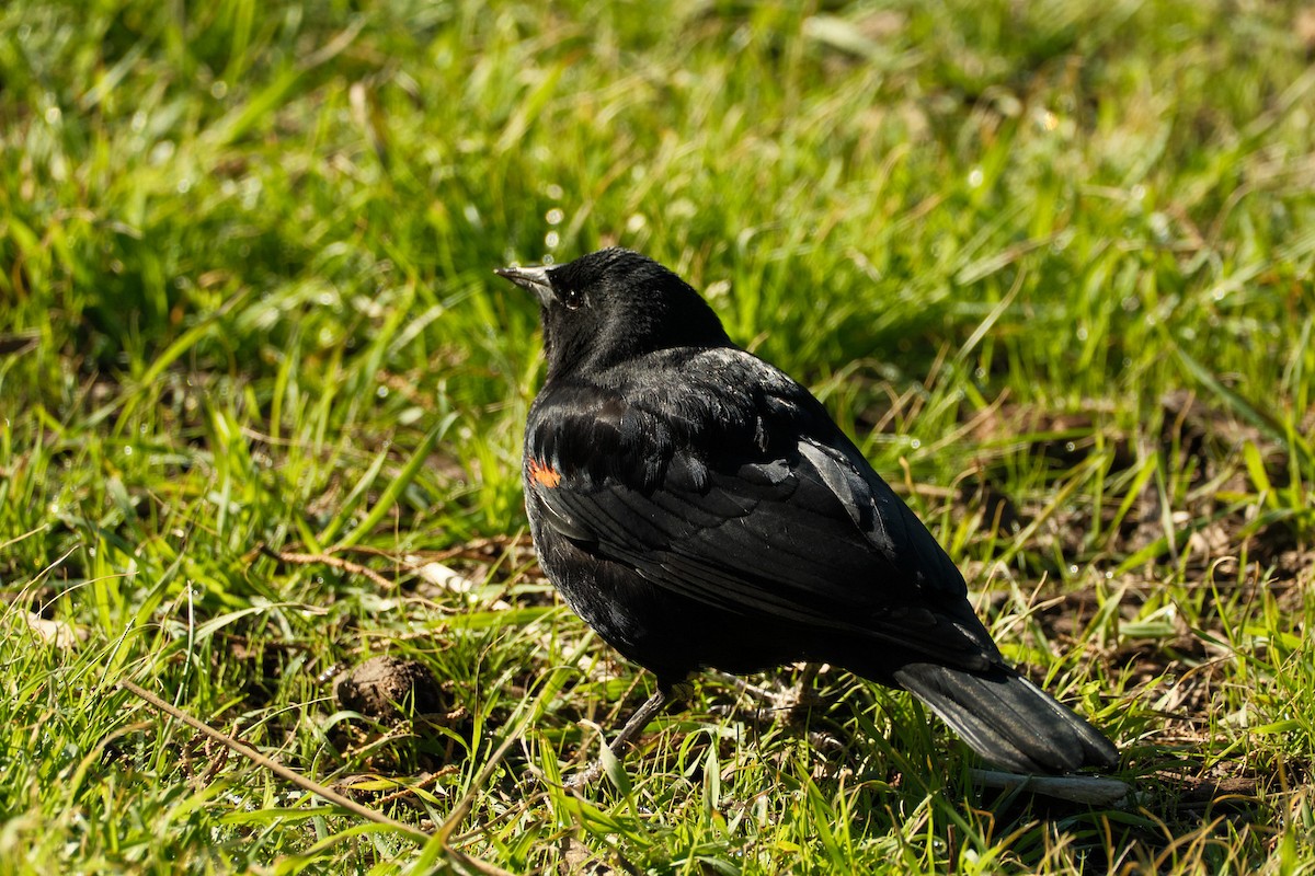 Red-winged Blackbird - ML647743223
