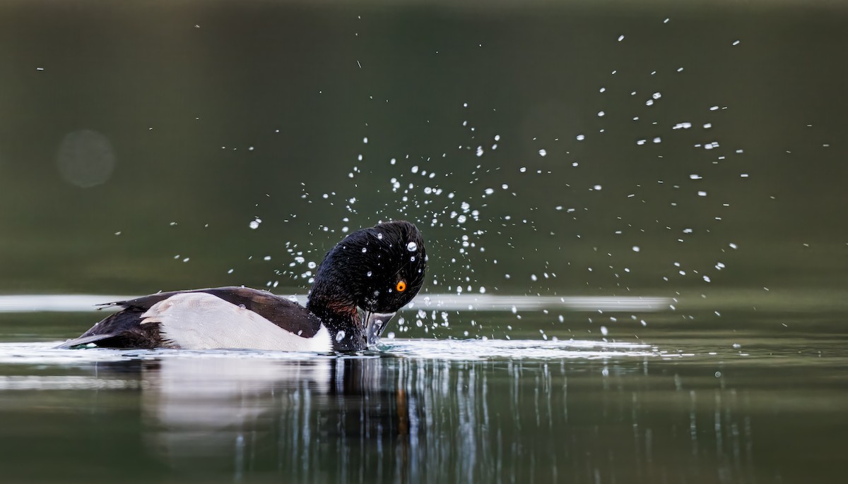 Ring-necked Duck - ML647743224