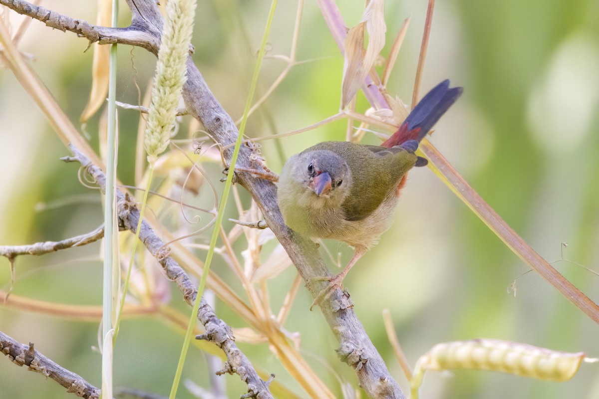 Diamante Cejirrojo - ML647743226