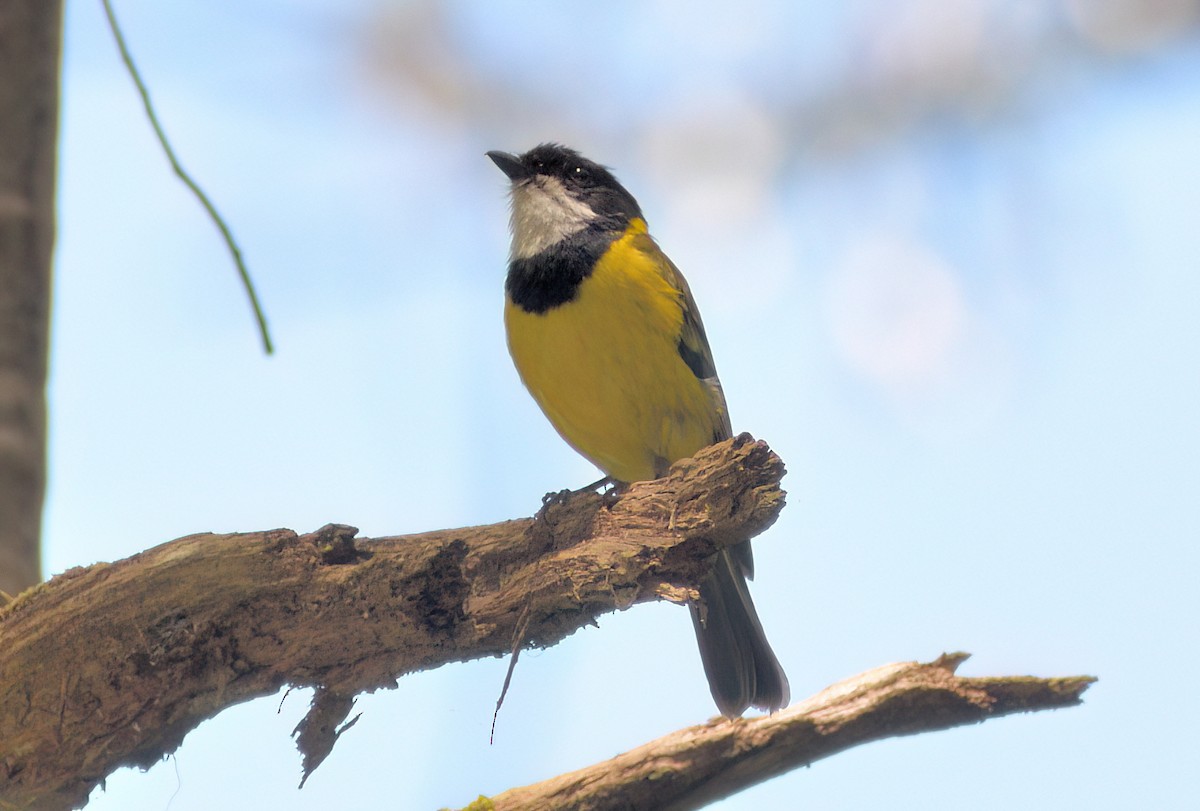 Golden Whistler (Eastern) - ML647743233