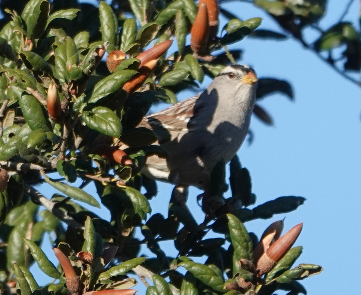 White-crowned Sparrow - ML647743237