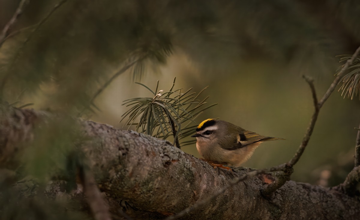 Golden-crowned Kinglet - ML647743245