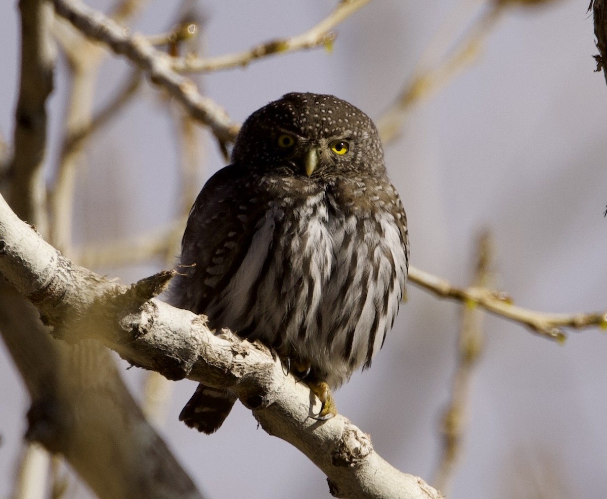 kulíšek mexický - ML647743253