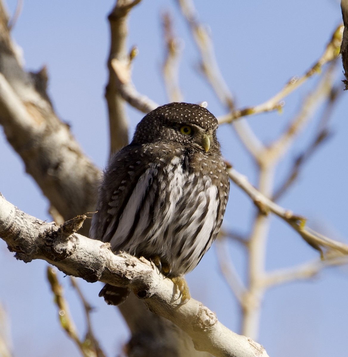 kulíšek mexický - ML647743254