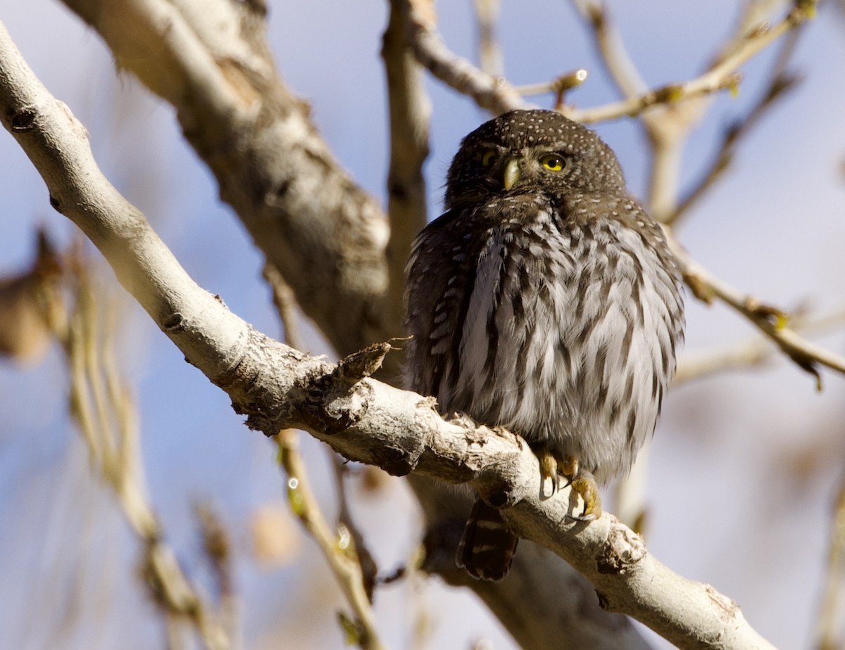 kulíšek mexický - ML647743255