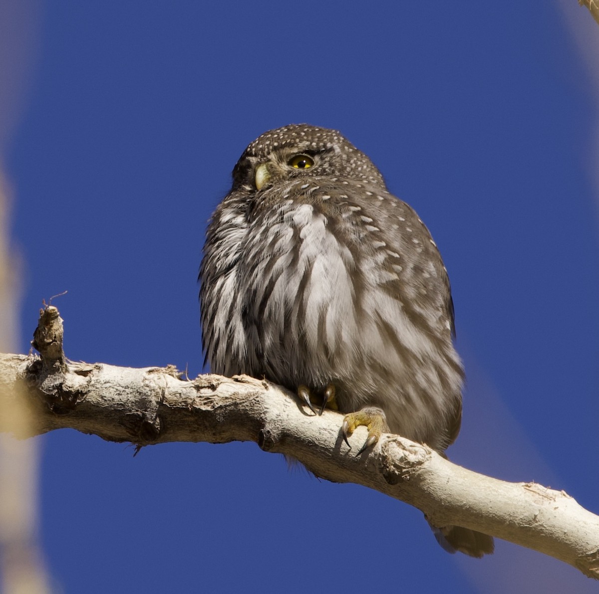 kulíšek mexický - ML647743256