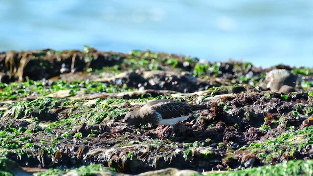 Black Turnstone - ML647743258