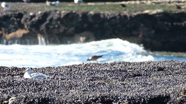 Hudsonian Whimbrel - ML647743265