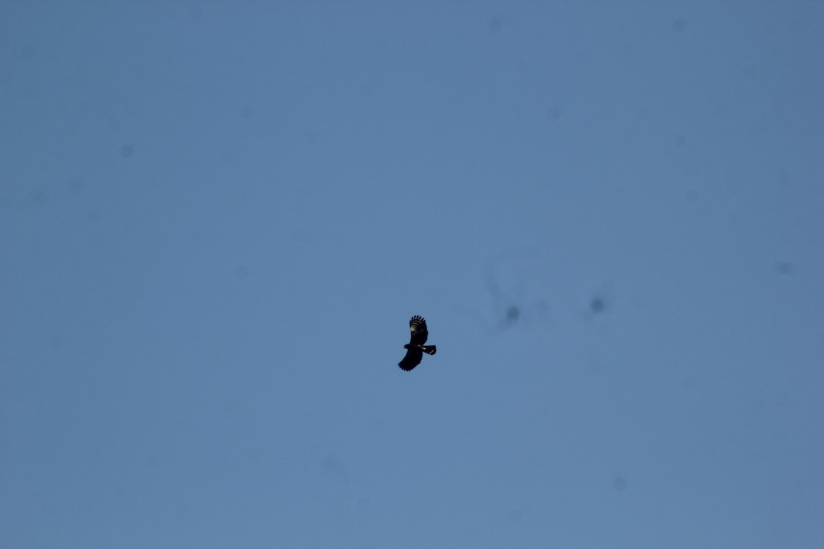 Black Hawk-Eagle - ML647743292