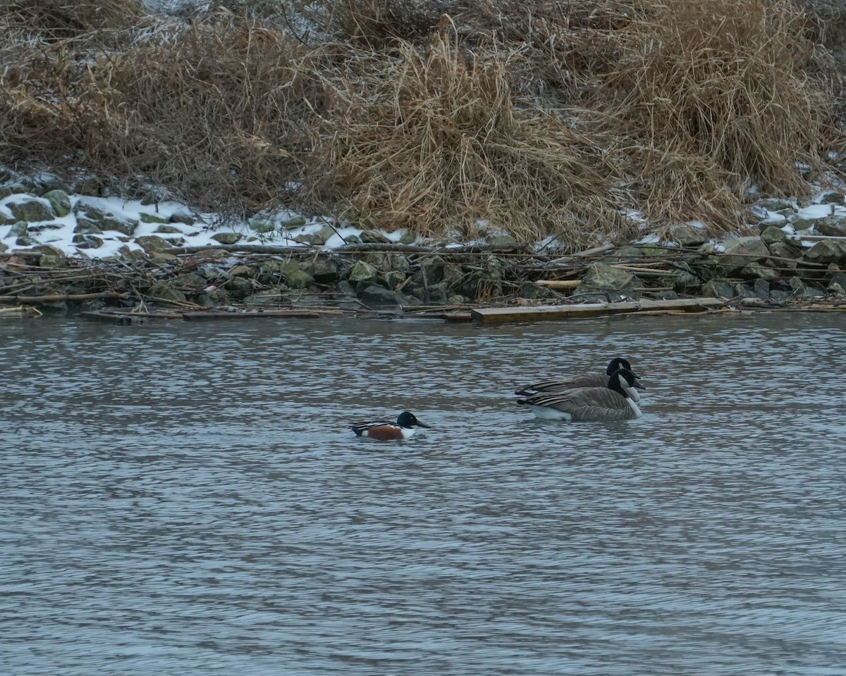 skjeand - ML647743293