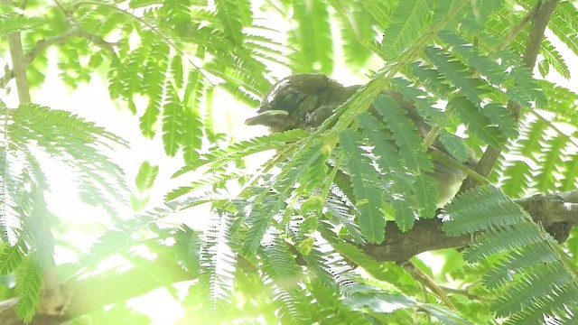 Southern House Wren - ML647743299