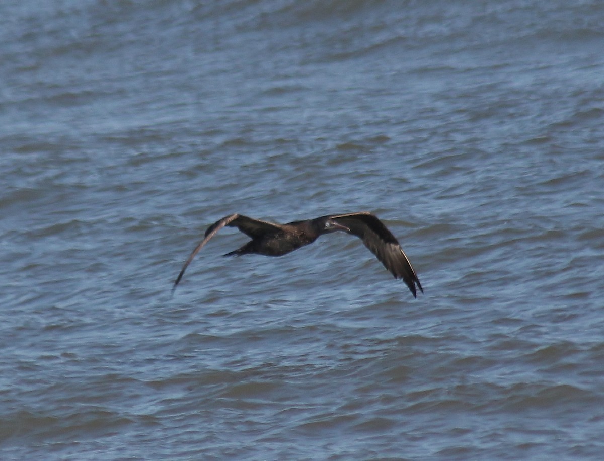 Northern Gannet - ML647743306
