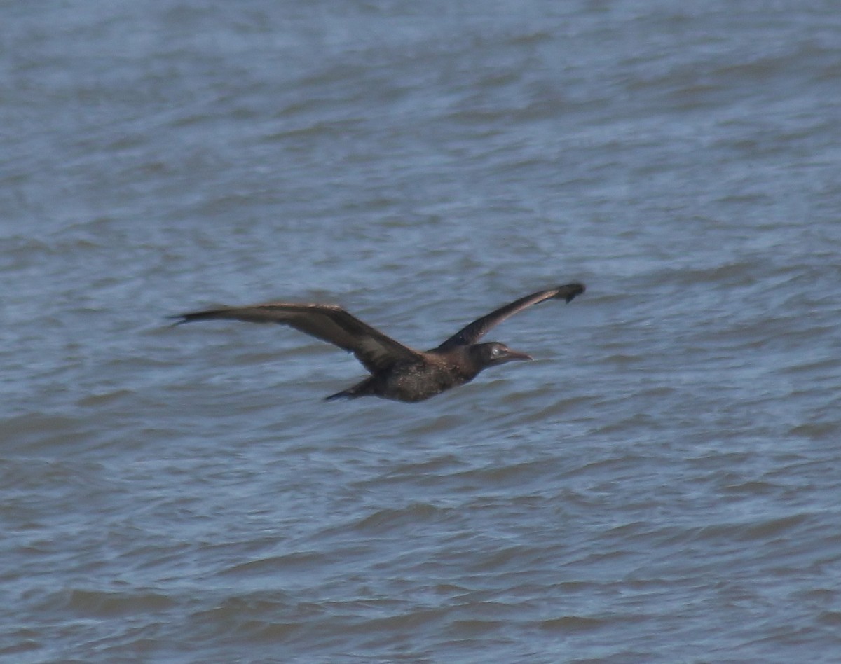 Northern Gannet - ML647743307
