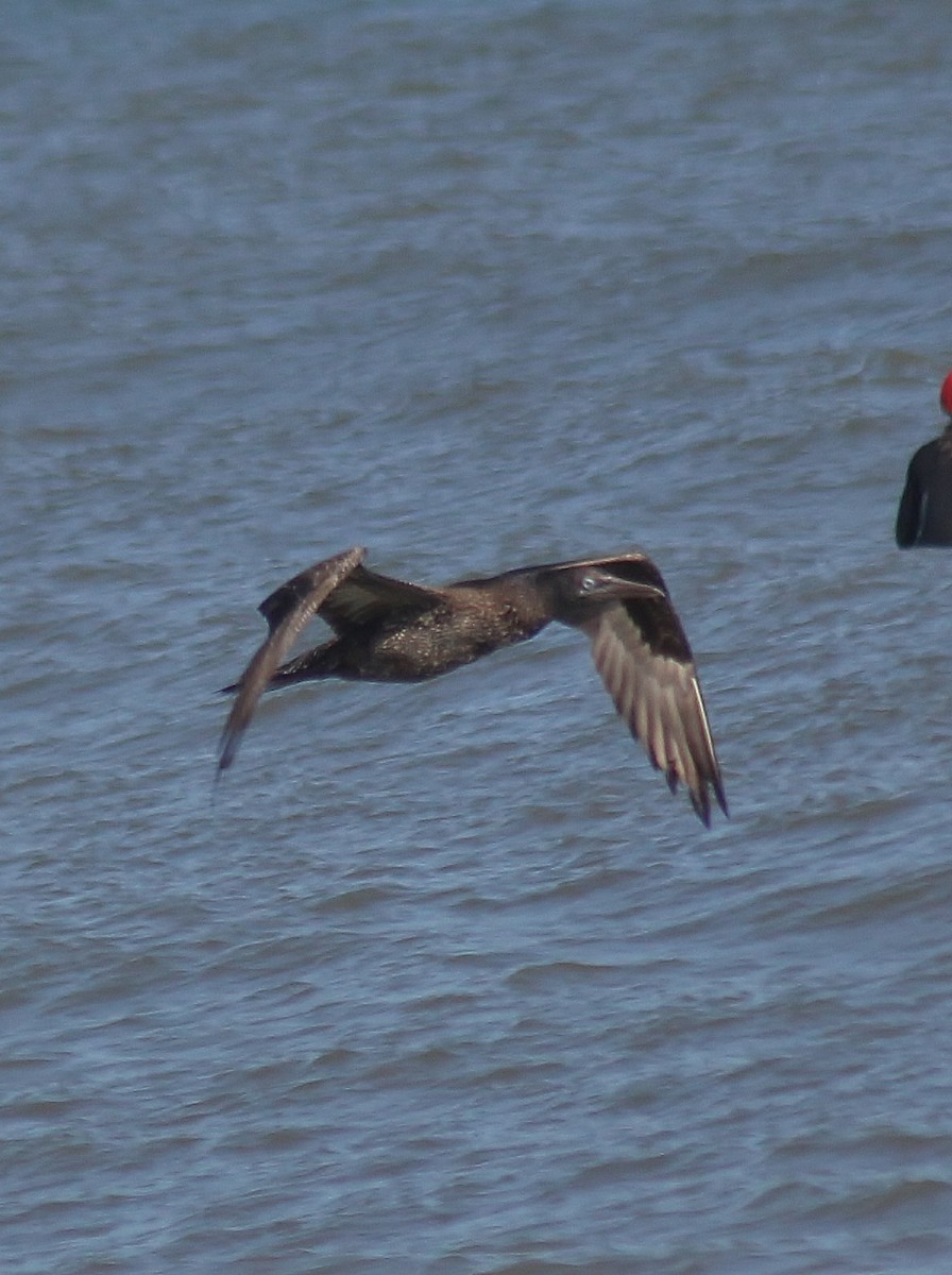 Northern Gannet - ML647743308