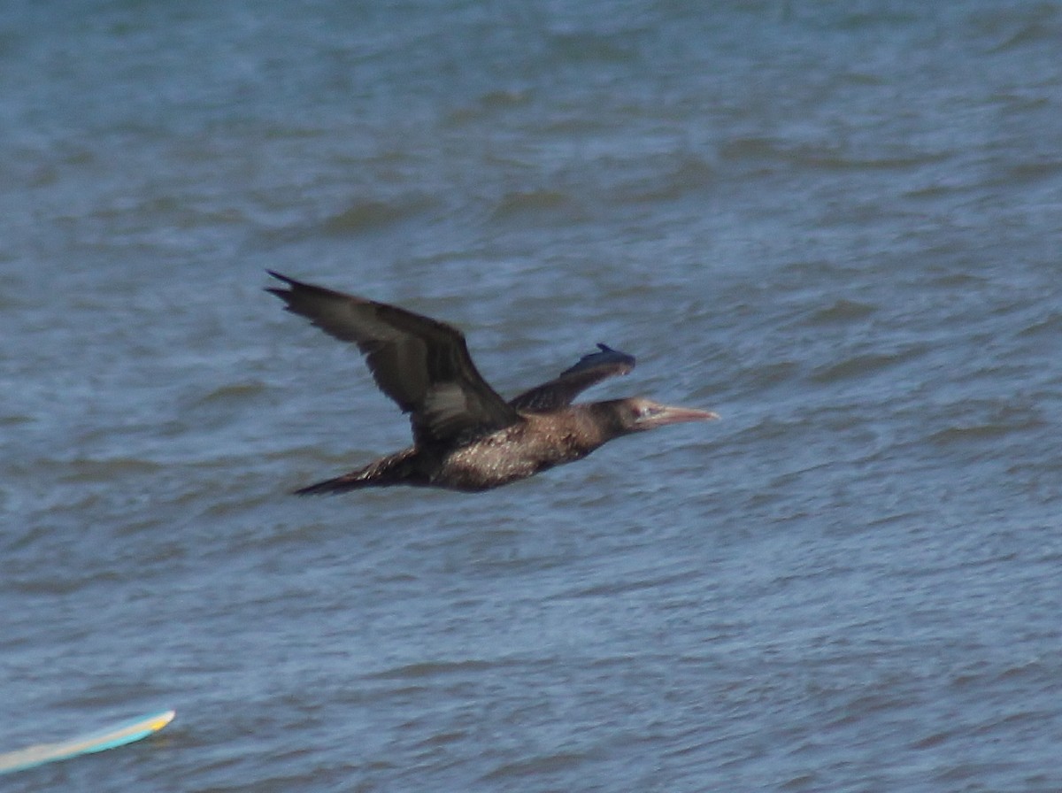 Northern Gannet - ML647743309