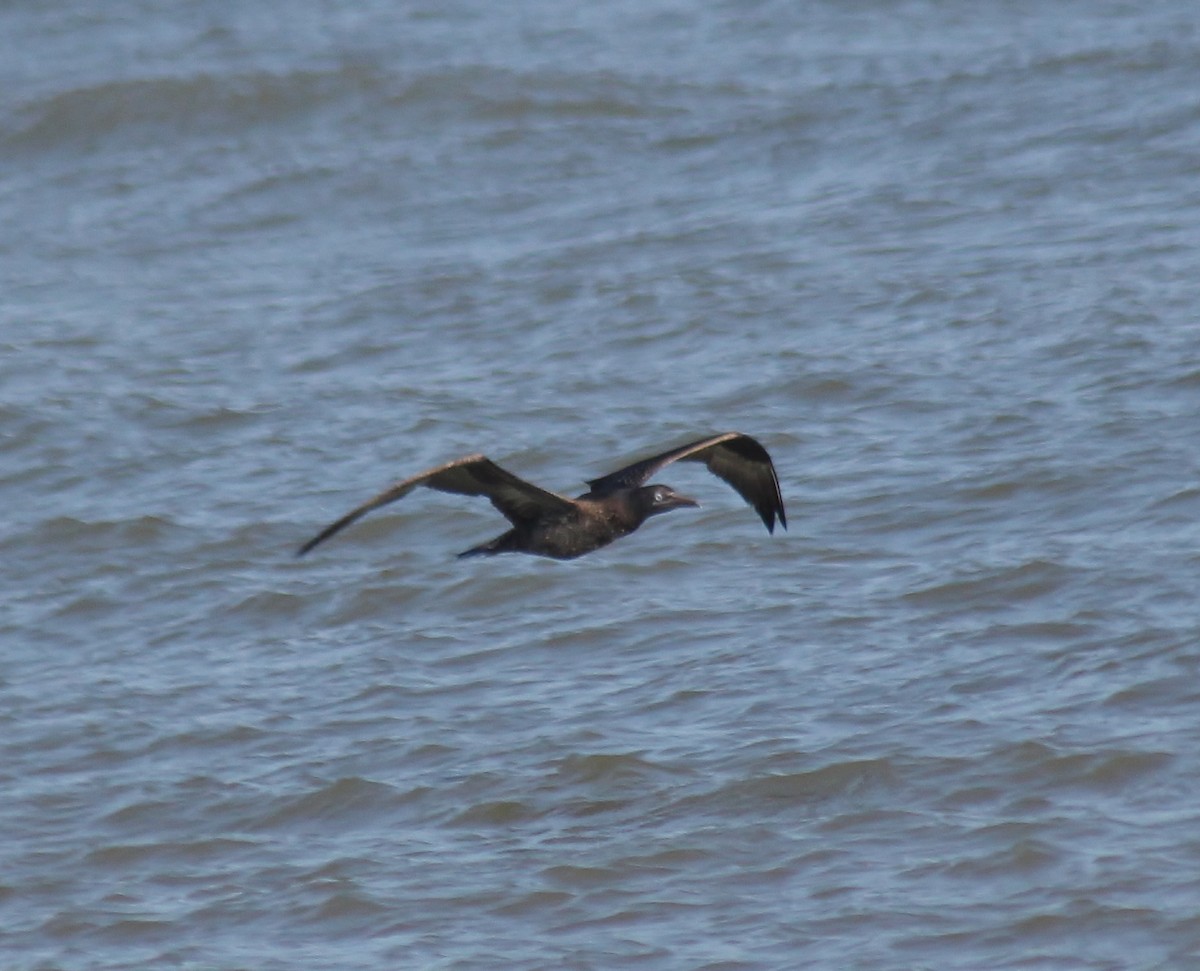Northern Gannet - ML647743310