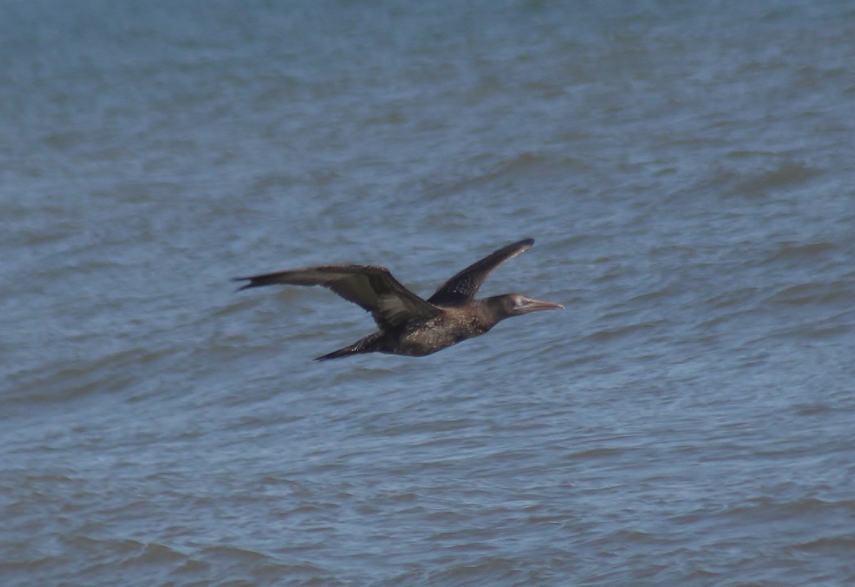 Northern Gannet - ML647743311