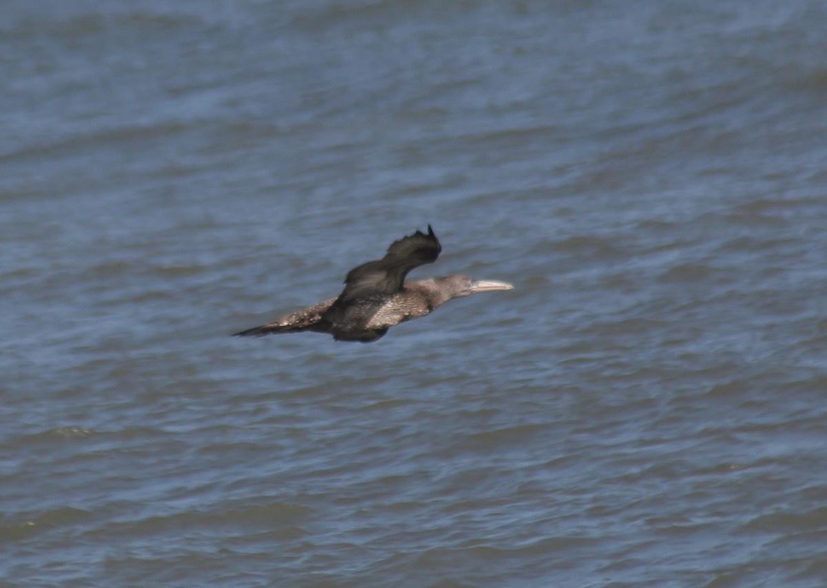 Northern Gannet - ML647743312
