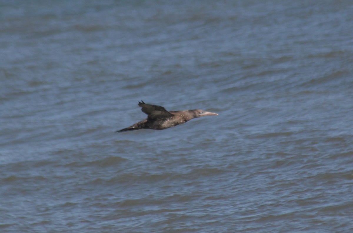 Northern Gannet - ML647743313