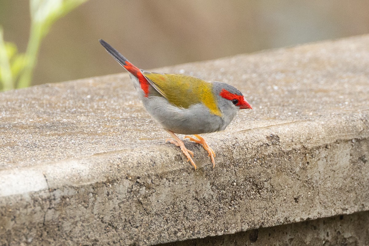 Diamante Cejirrojo - ML647743324