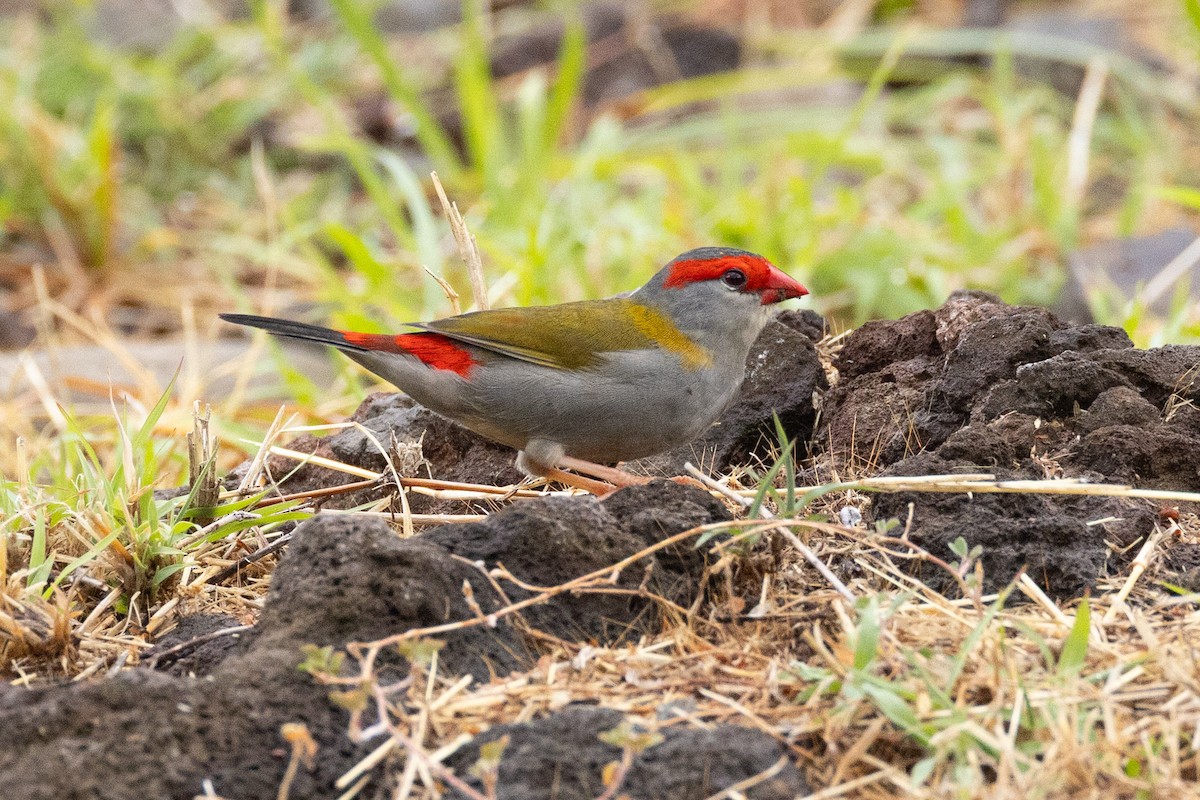 Diamante Cejirrojo - ML647743325