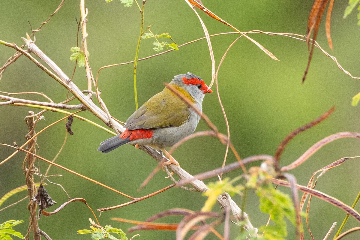 Diamante Cejirrojo - ML647743326