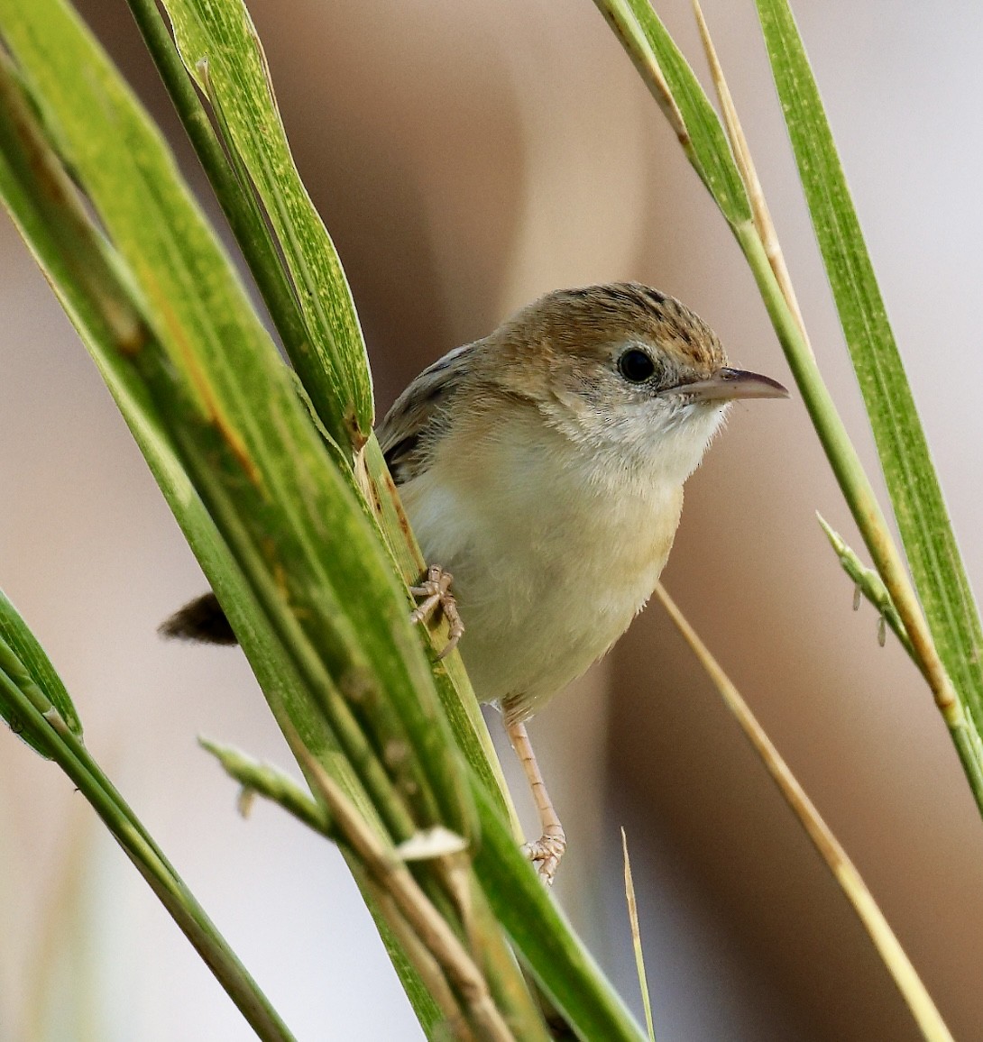 Golden-headed Cisticola - ML647743333