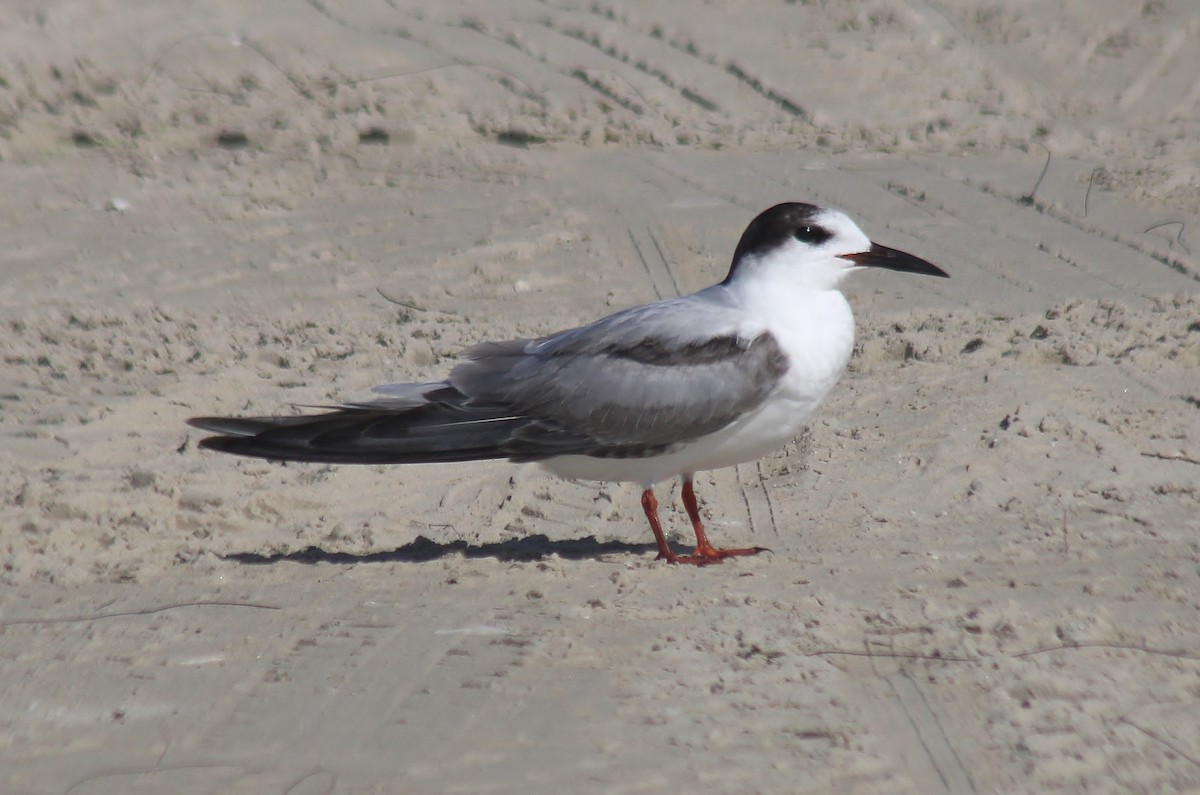 Txenada arrunta - ML647743342