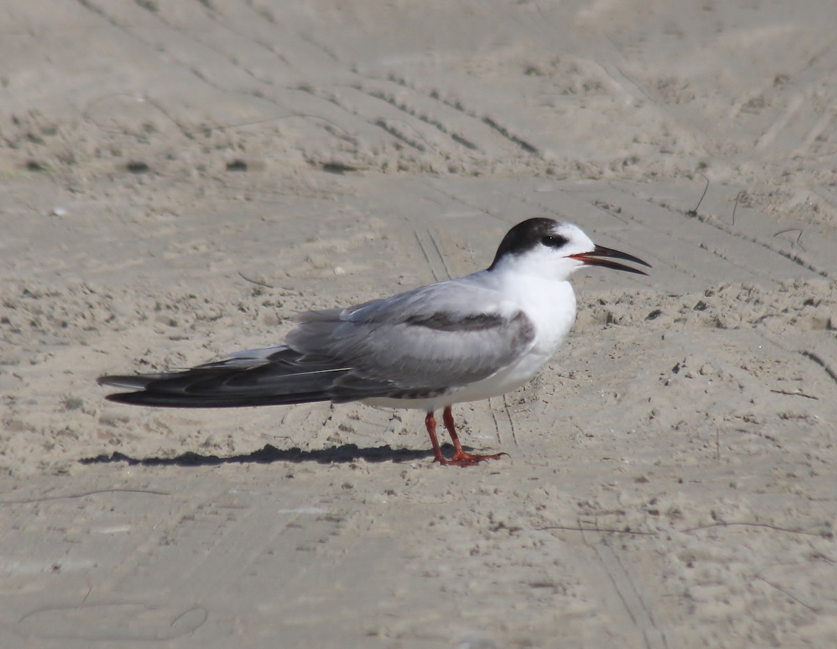 Txenada arrunta - ML647743344