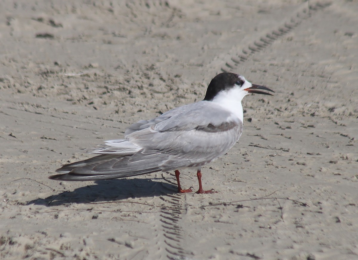 Txenada arrunta - ML647743346