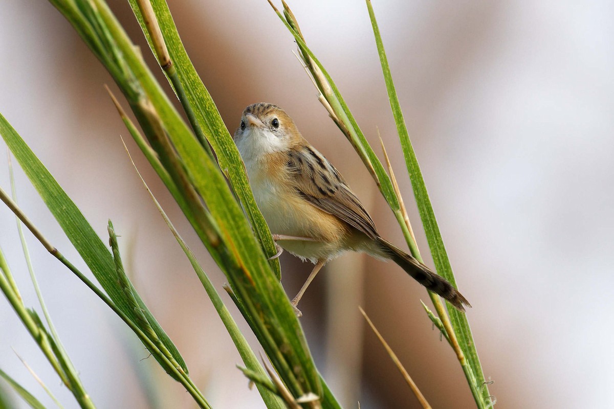 Golden-headed Cisticola - ML647743347
