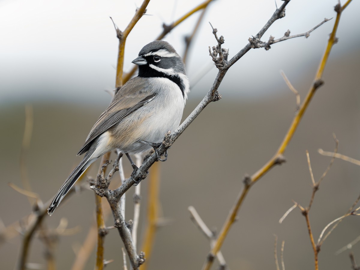 Black-throated Sparrow - ML647743348