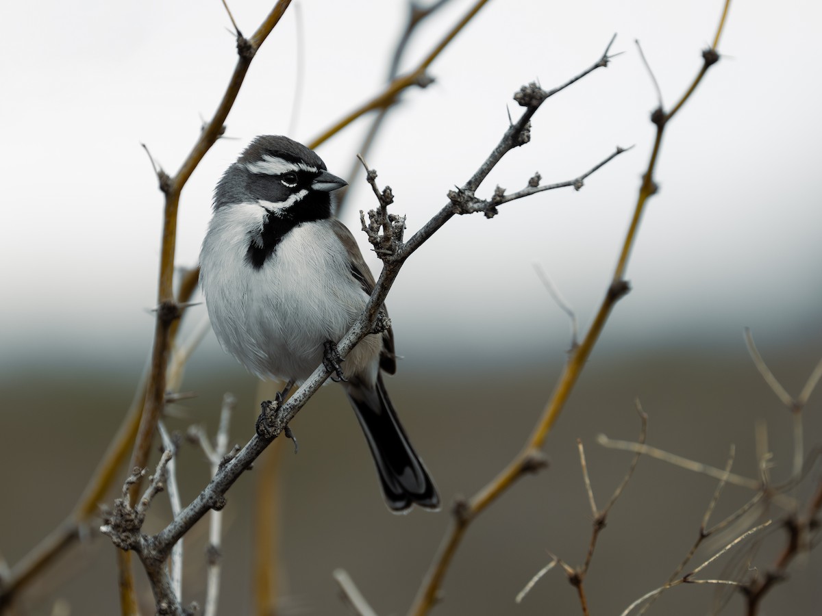 Black-throated Sparrow - ML647743349