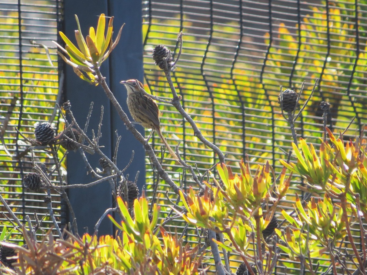 Cape Grassbird - ML647743354