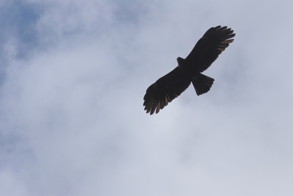 Black Eagle - ML647743356