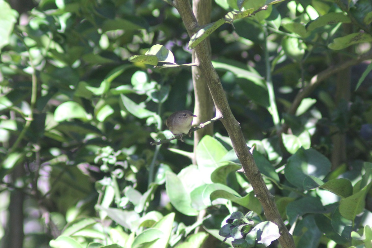 Southern House Wren (Central American) - ML647743357