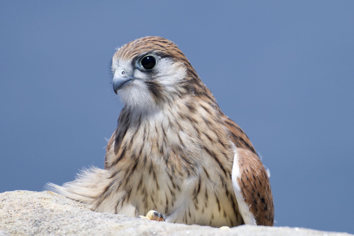 Nankeen Kestrel - ML647743358