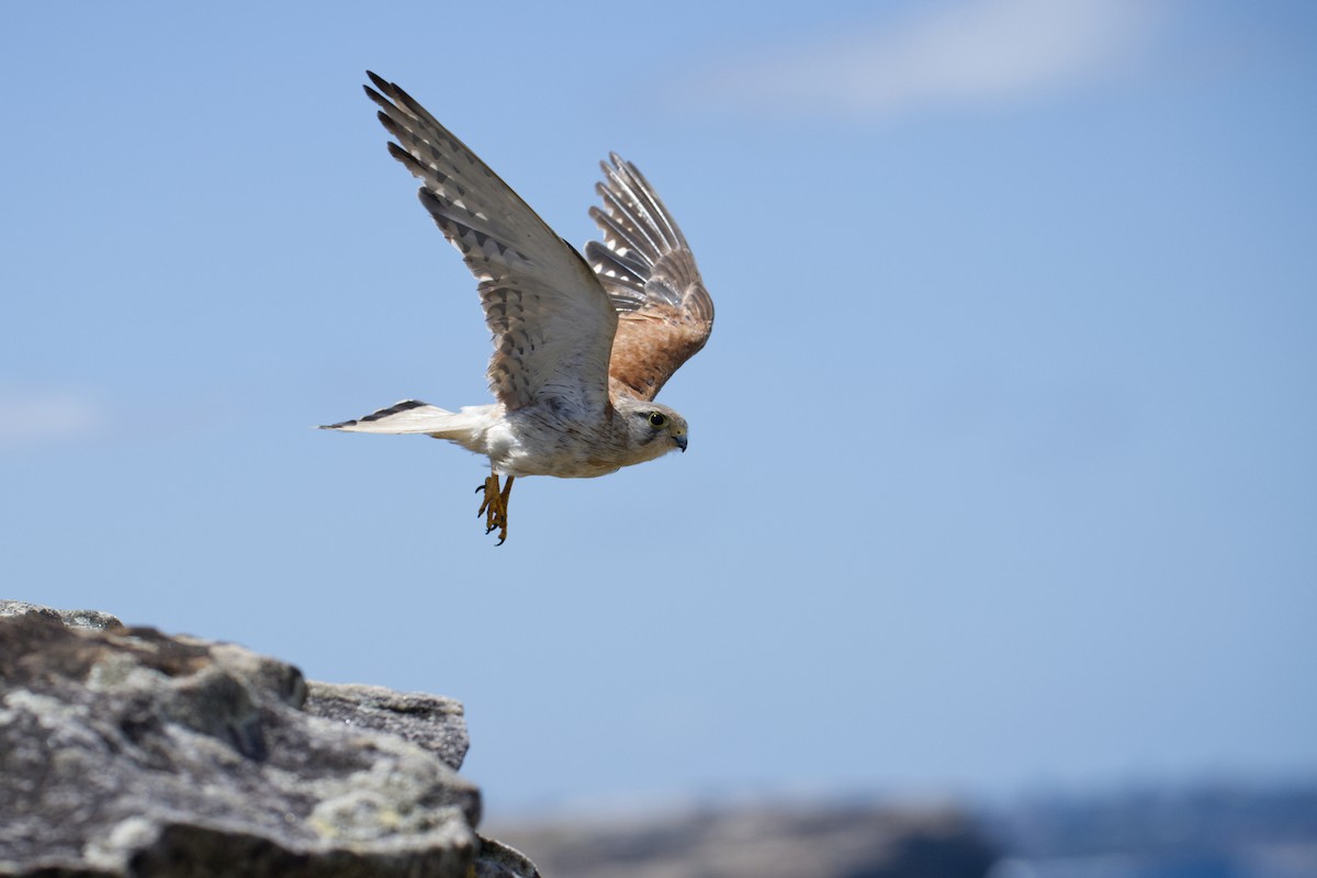 Nankeen Kestrel - ML647743359