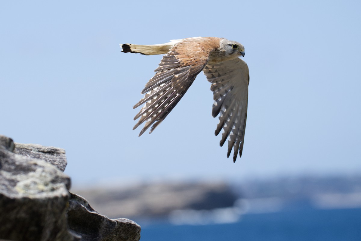 Nankeen Kestrel - ML647743360