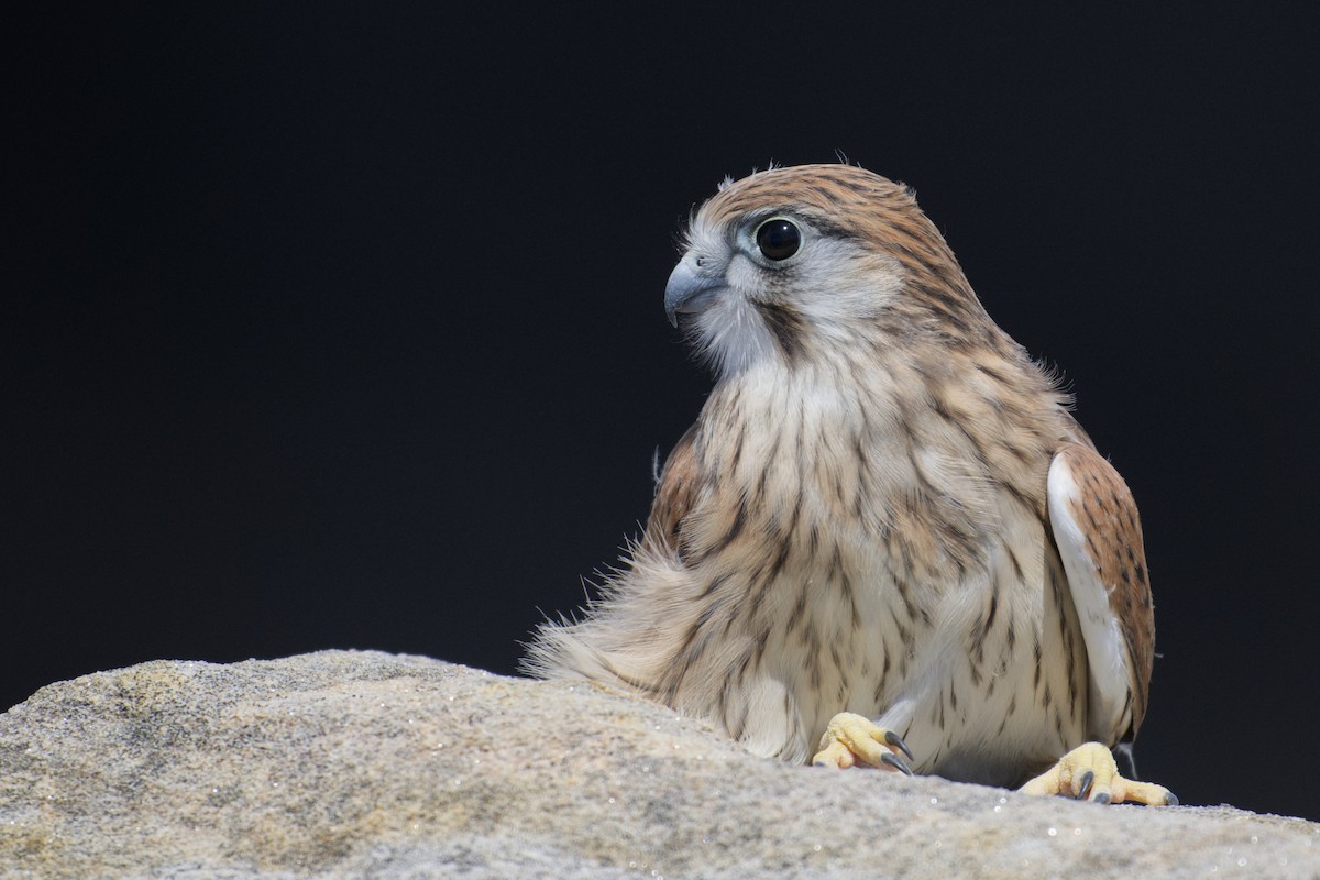 Nankeen Kestrel - ML647743361