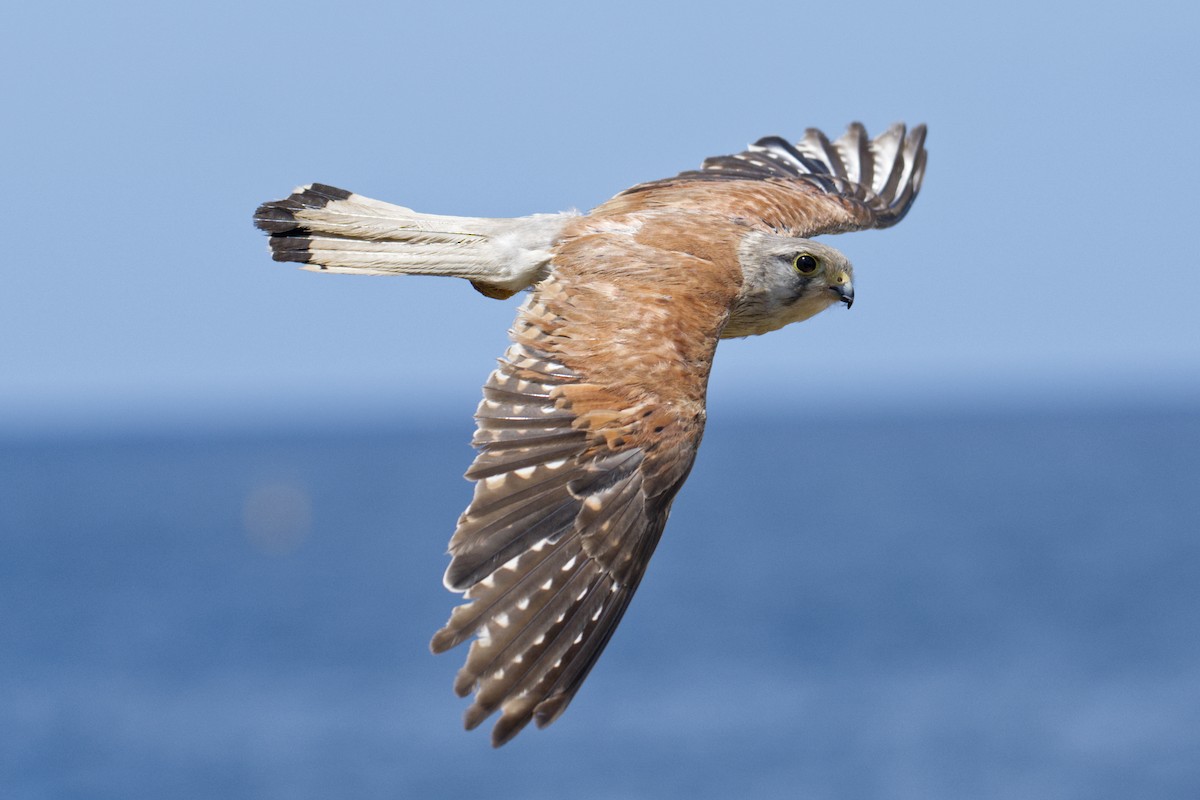 Nankeen Kestrel - ML647743362