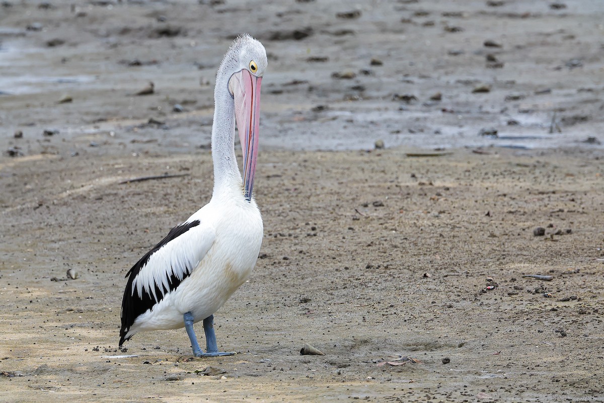 Pelikano australiarra - ML647743363