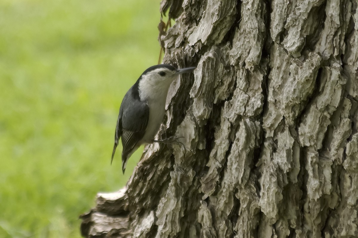 White-breasted Nuthatch - ML647743364