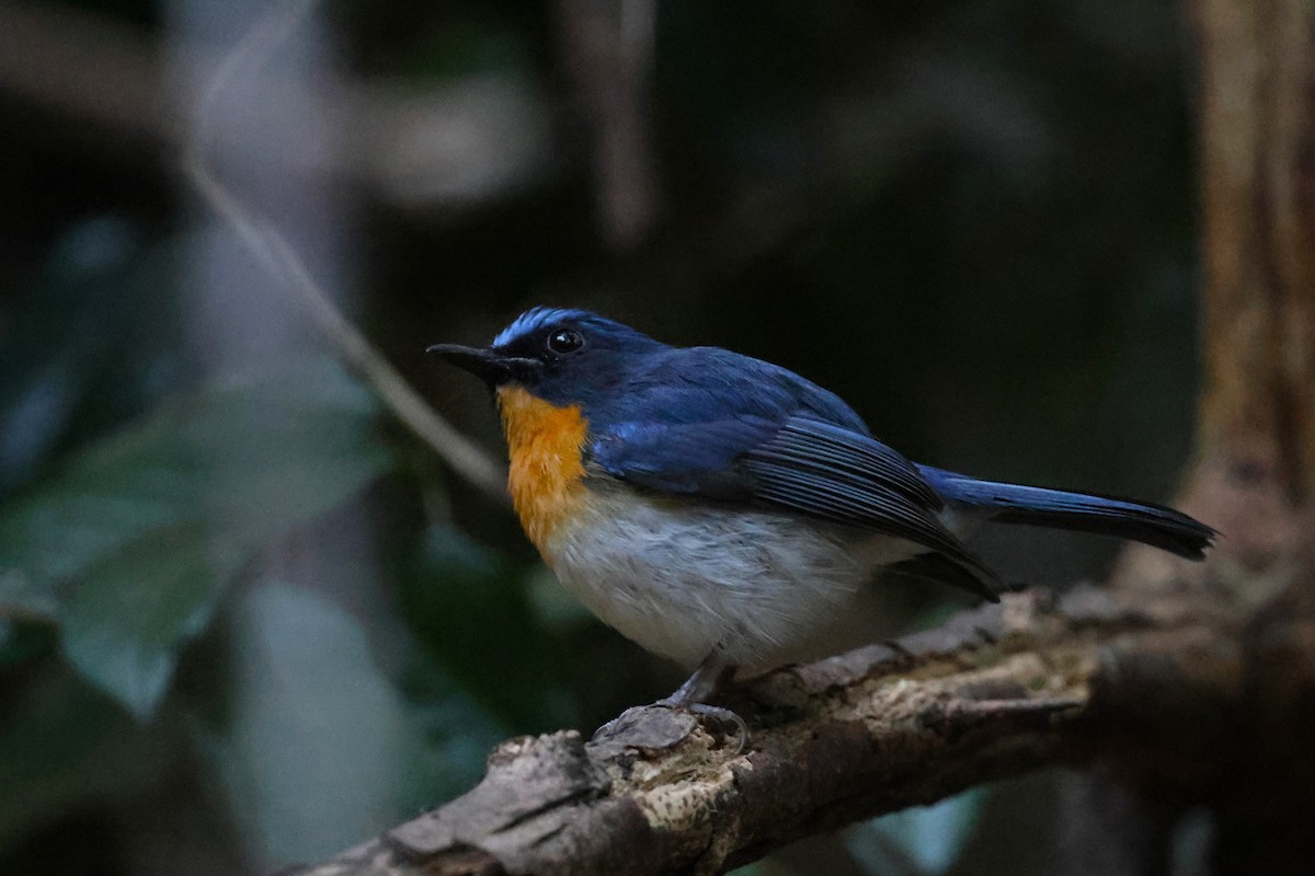 Indochinese Blue Flycatcher - ML647743365