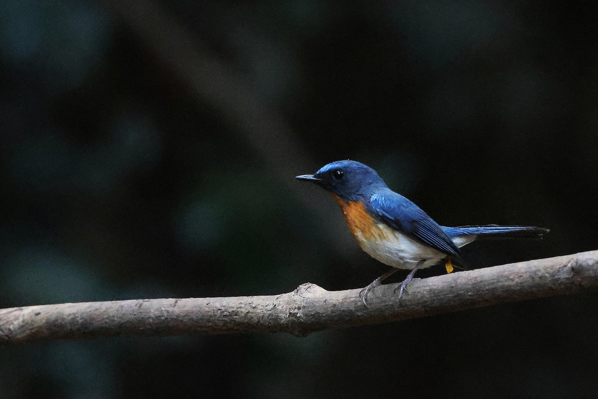 Indochinese Blue Flycatcher - ML647743366