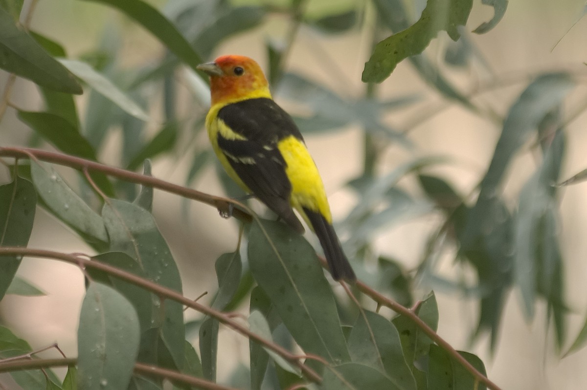 Western Tanager - ML647743368