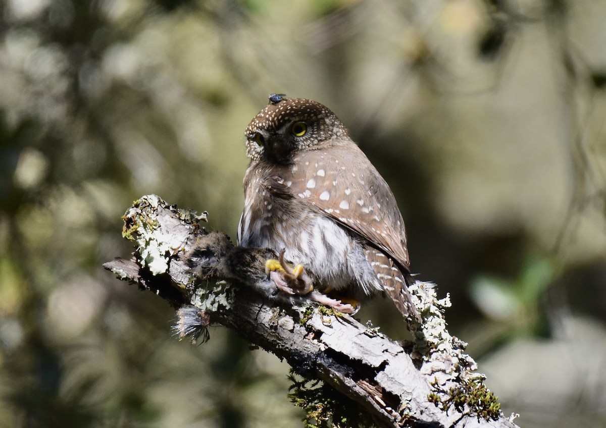 Northern Pygmy-Owl - ML647743369
