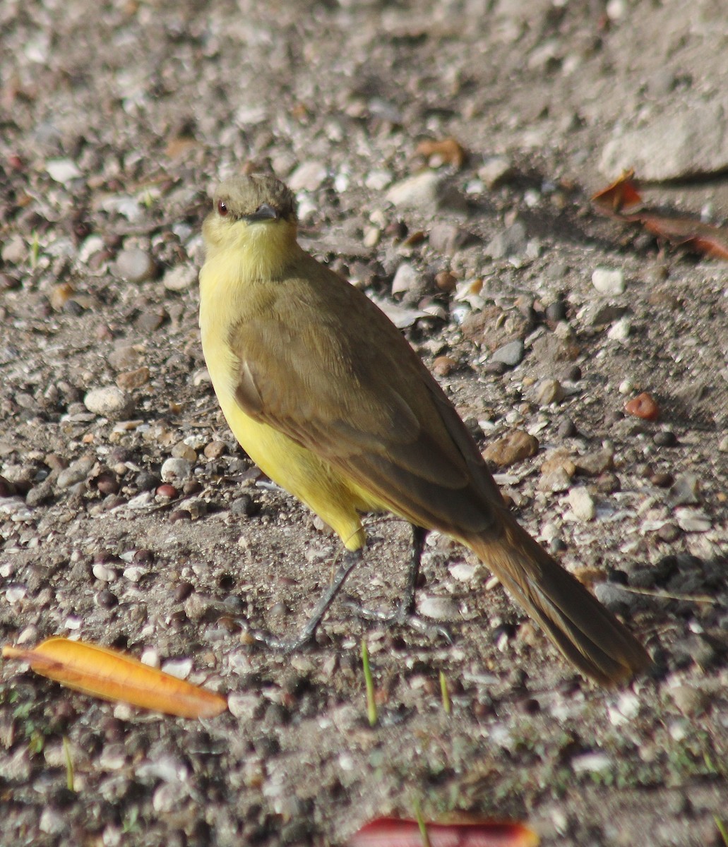 Tirano itzaina - ML647743370