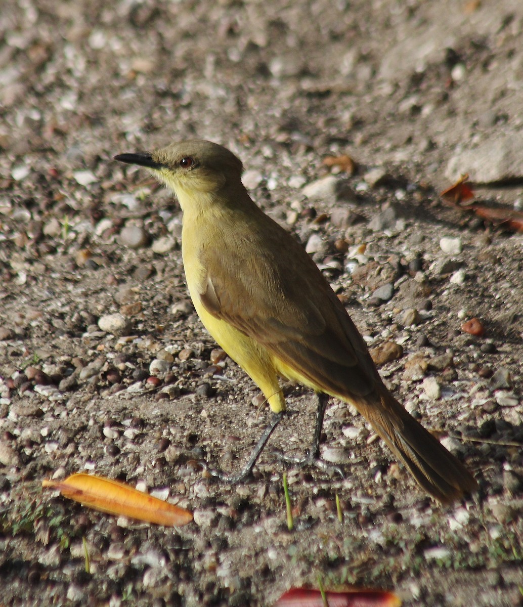 Tirano itzaina - ML647743371